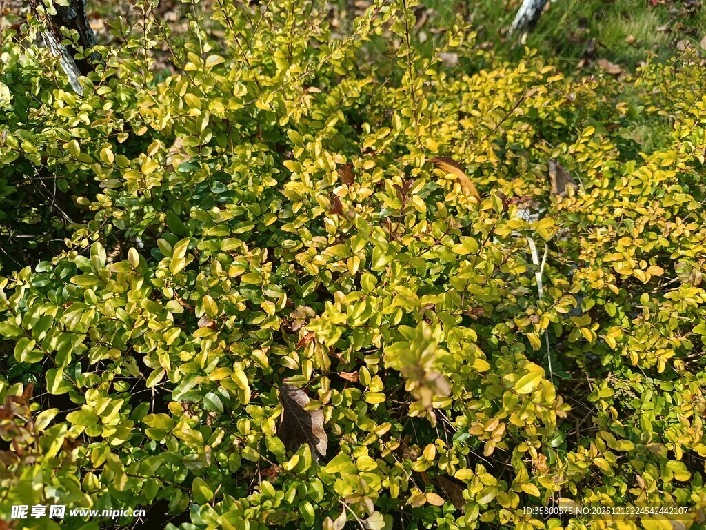 金黄繁茂植物景观
