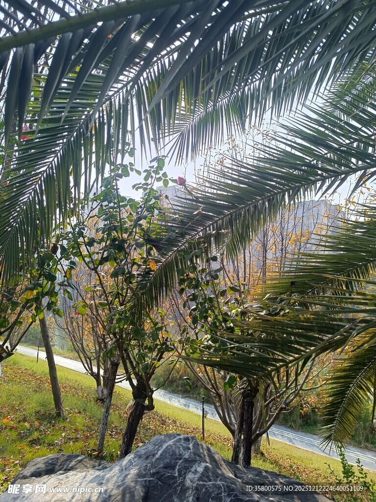 雨林中的葱郁植物景观