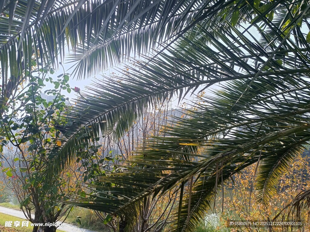 林间喷洒水雾的棕榈树