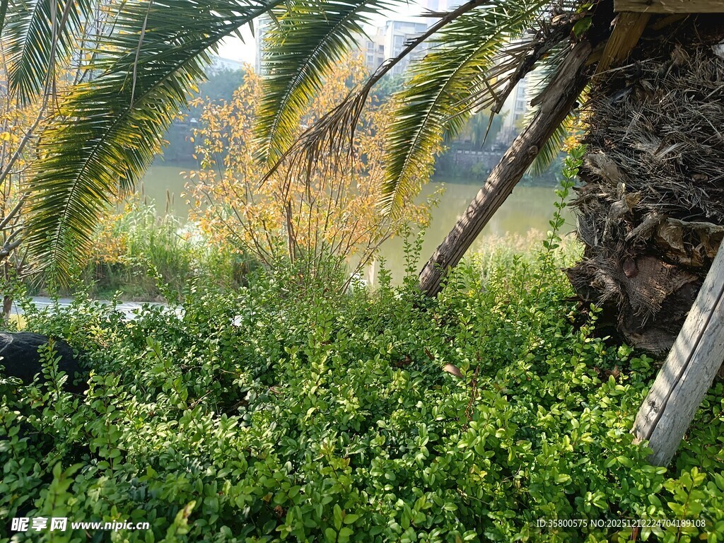 户外绿植与棕榈树景观