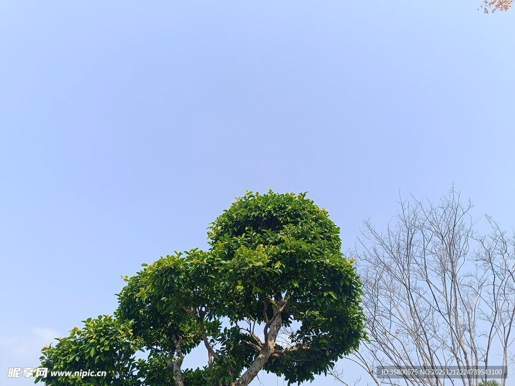 造型独特的盆景绿树