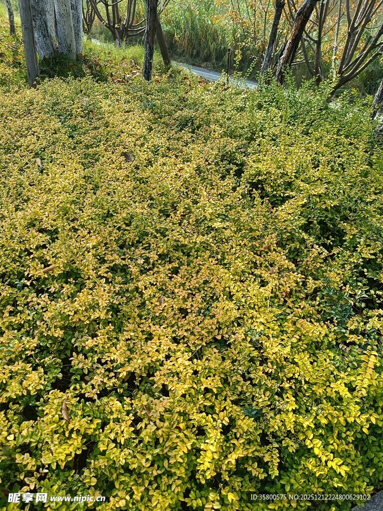 金黄植被覆盖的林间小径