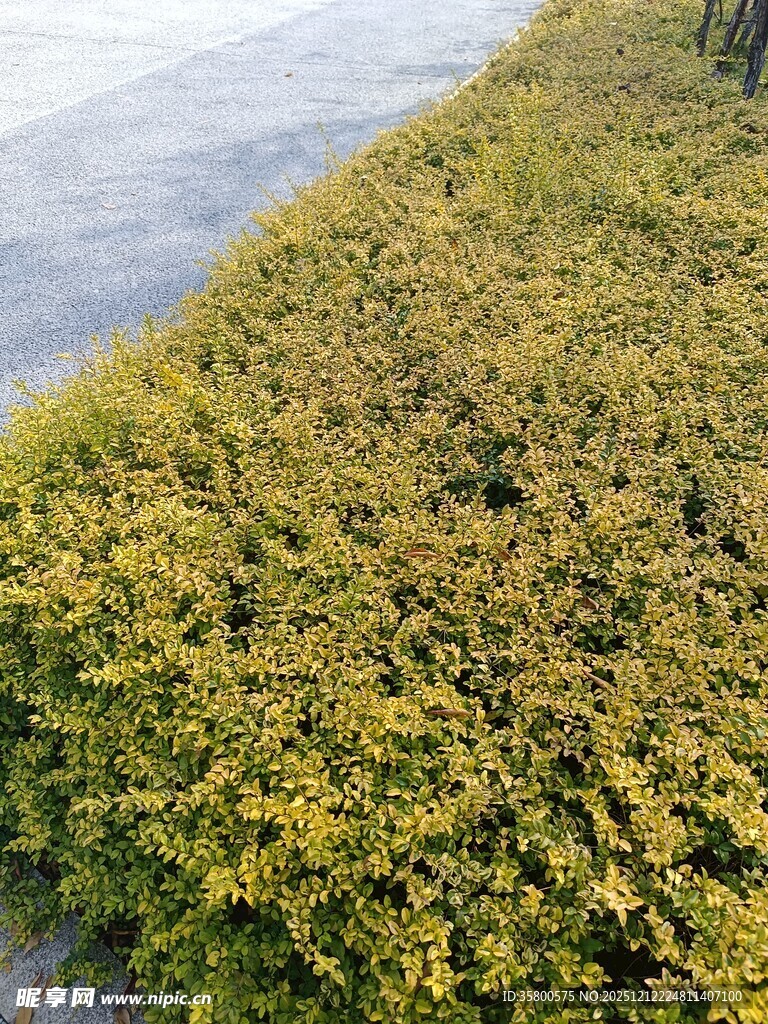 路边繁茂的绿色灌木丛