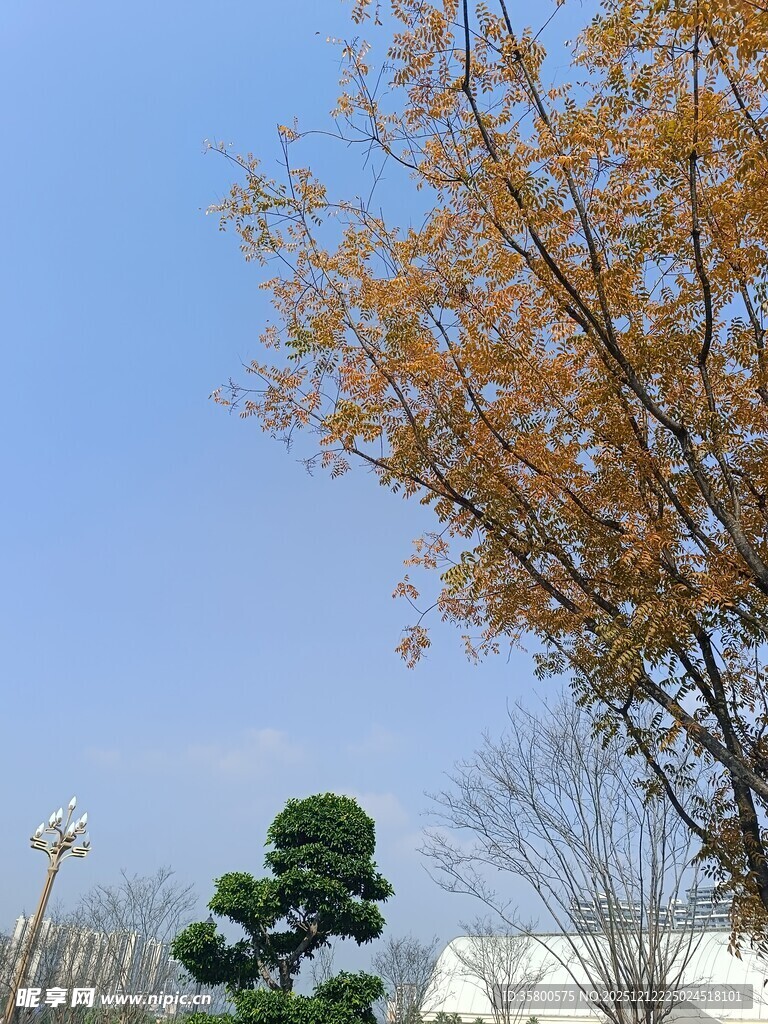 秋日树梢与绿植景观