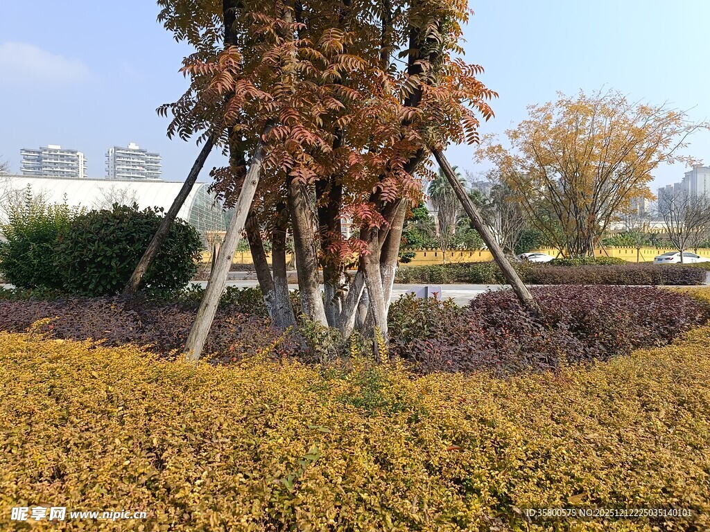 秋日园林景观中的多彩植物