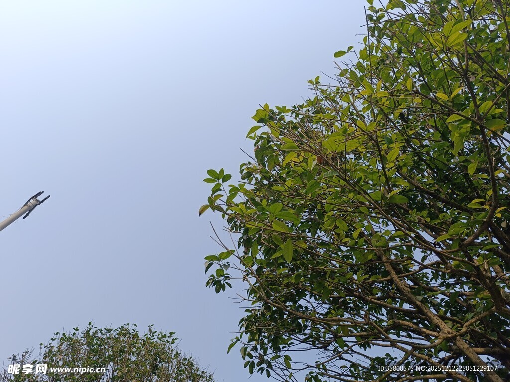 飞机飞过绿树上方