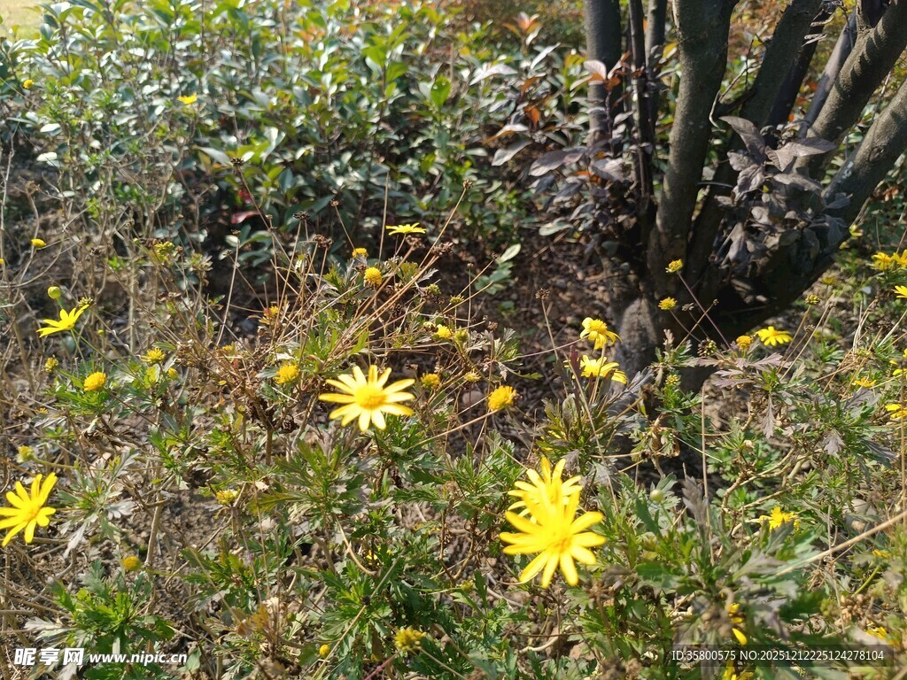 野外绽放的黄色小花
