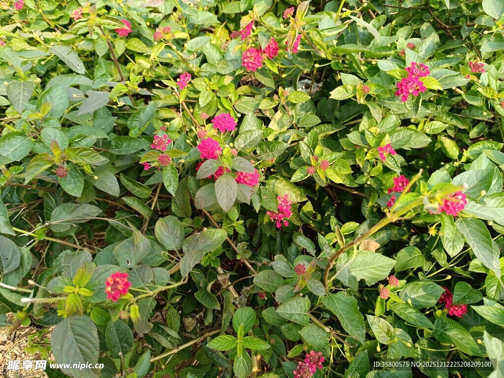 绿叶间绽放的娇艳红花