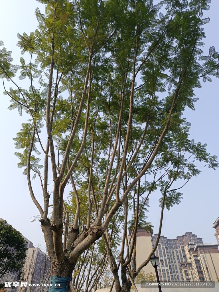 城市中挺拔的绿树景观