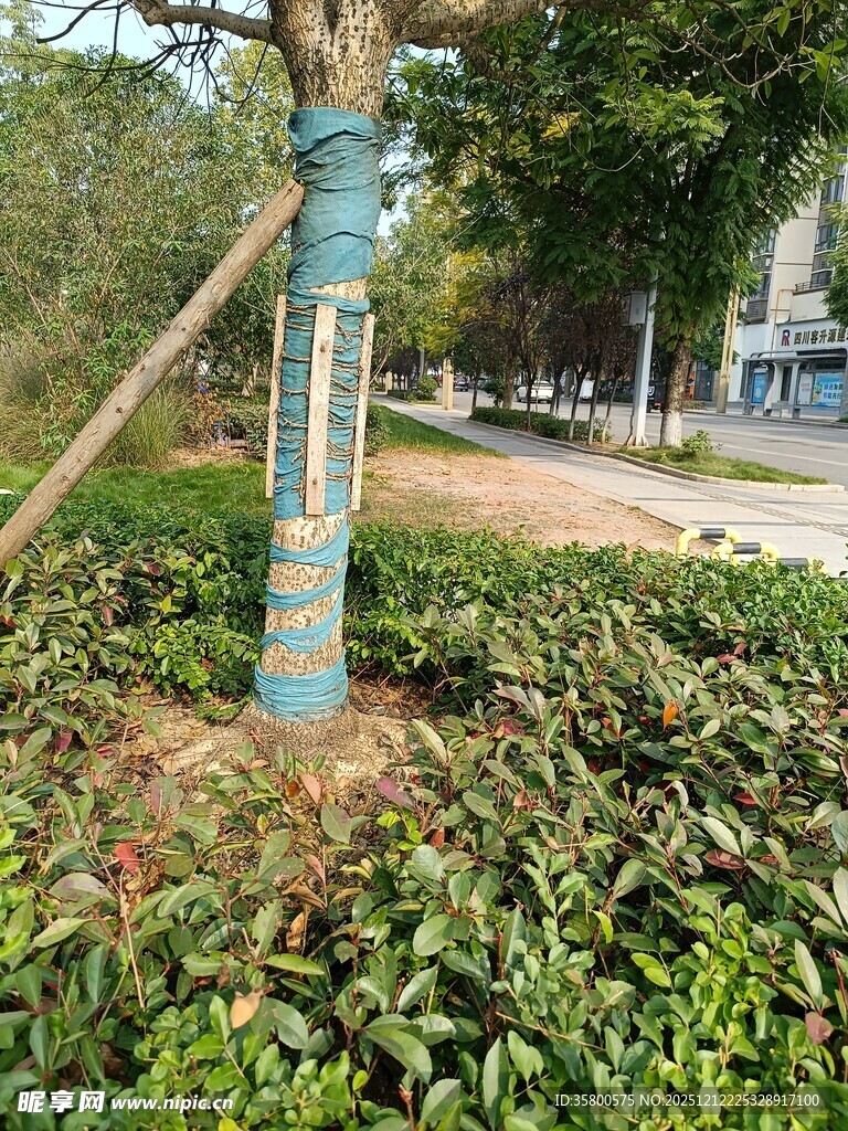 蓝色树干旁的绿植景观