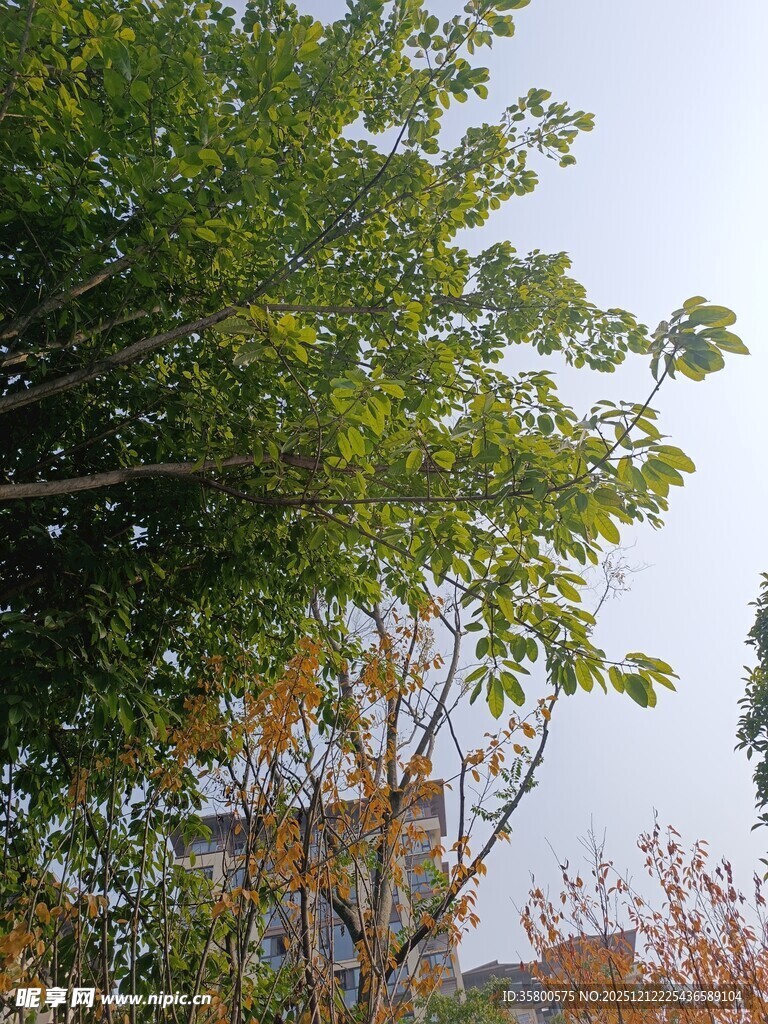 户外绿树成荫景致