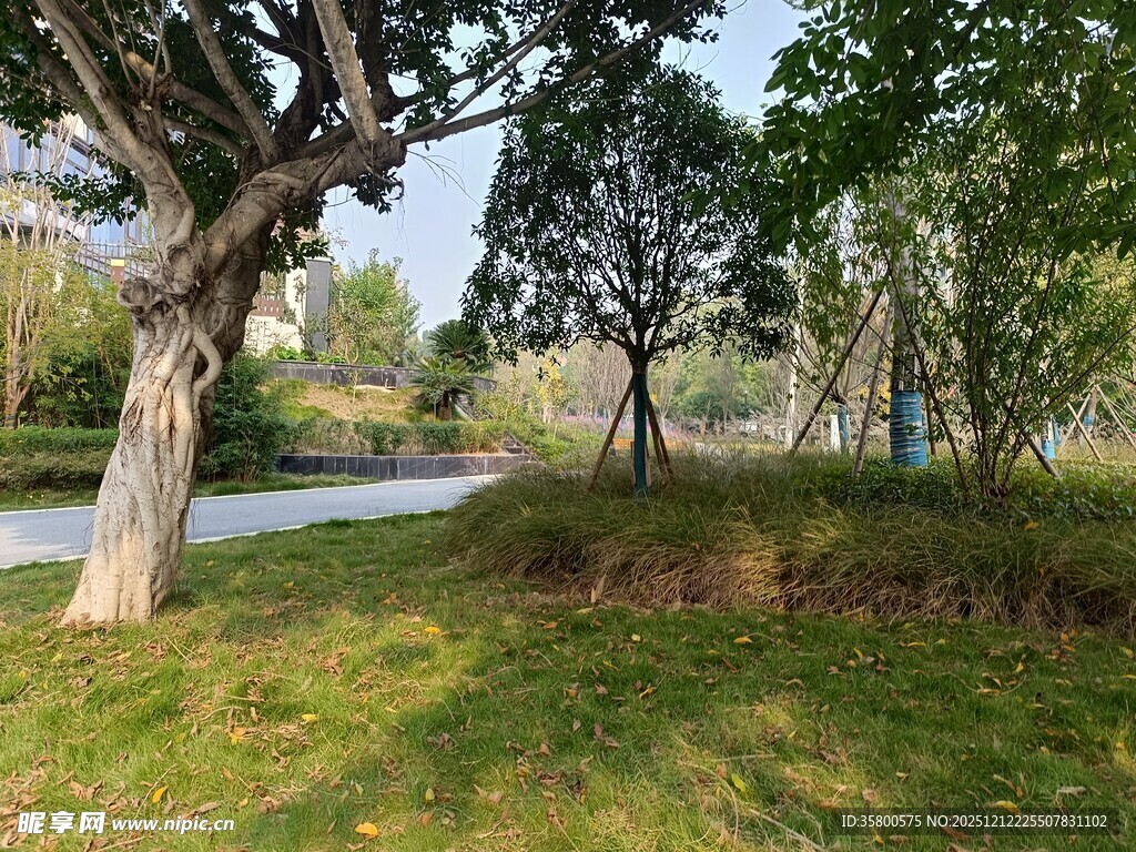 宁静公园草地与繁茂树木