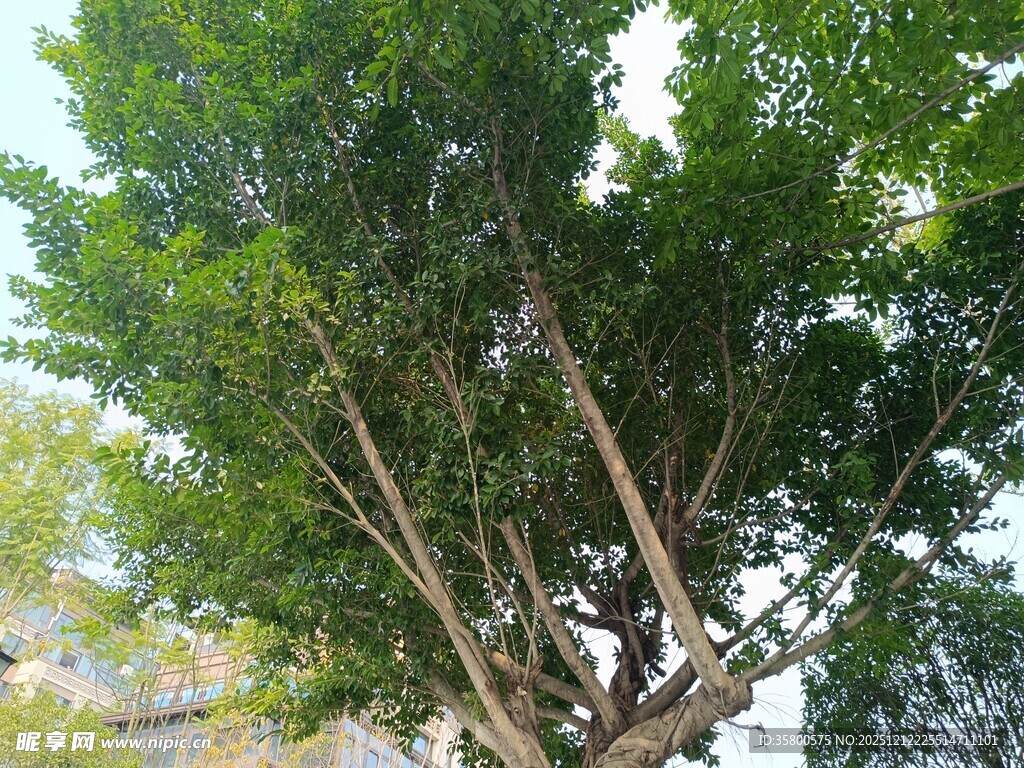 高大葱郁的树木景观