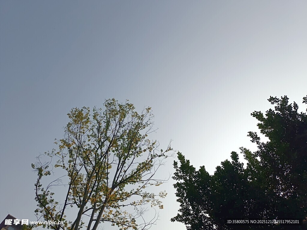 阳光下的树木景致