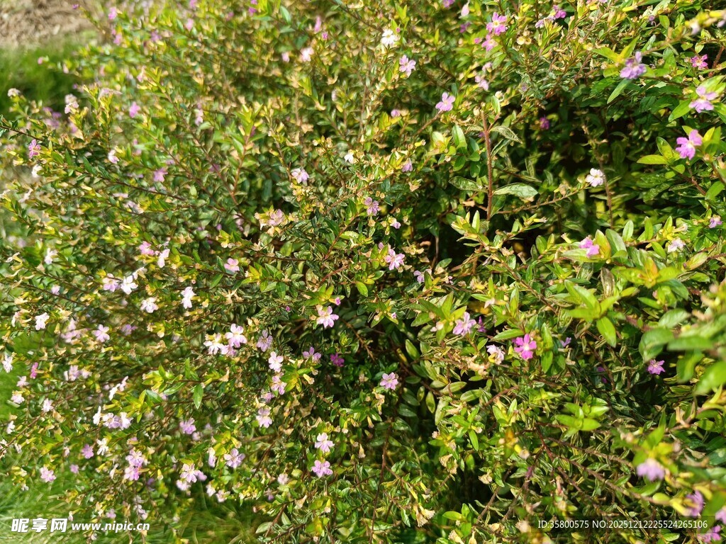 繁茂花丛中的白色小花