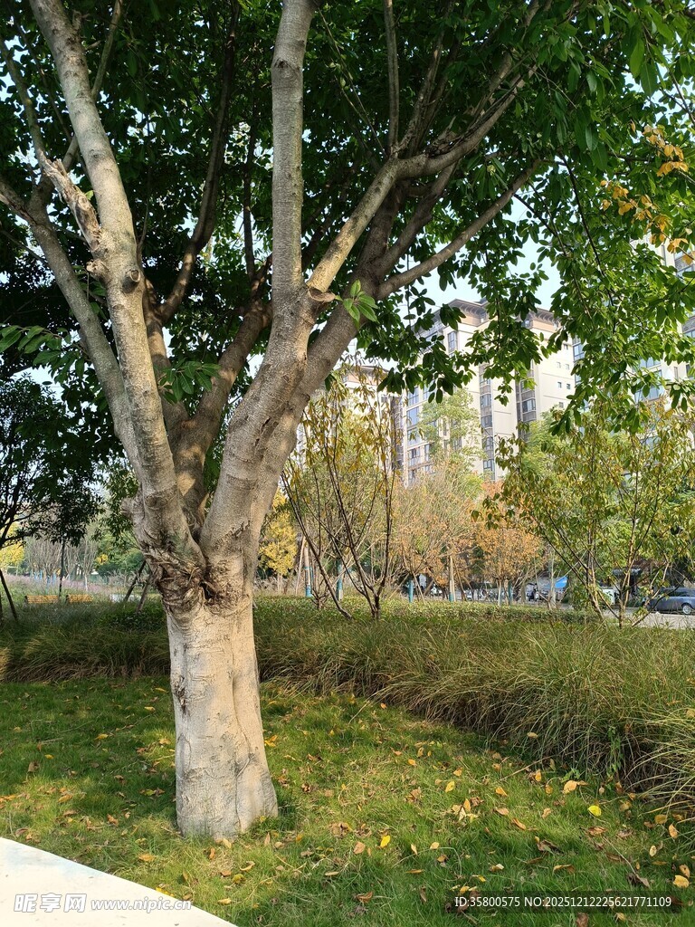 城市中葱郁树木与绿地景观