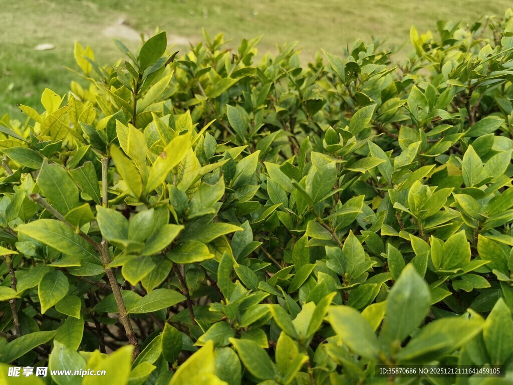 翠绿繁茂的灌木丛