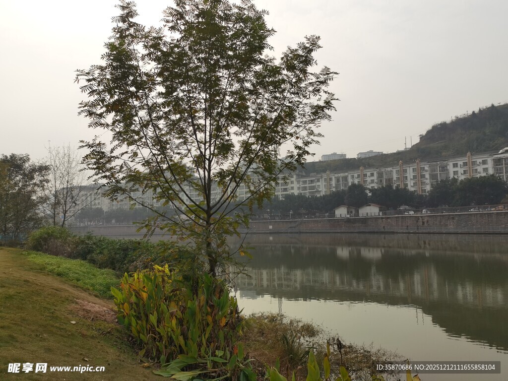 河畔树木与朦胧建筑景致