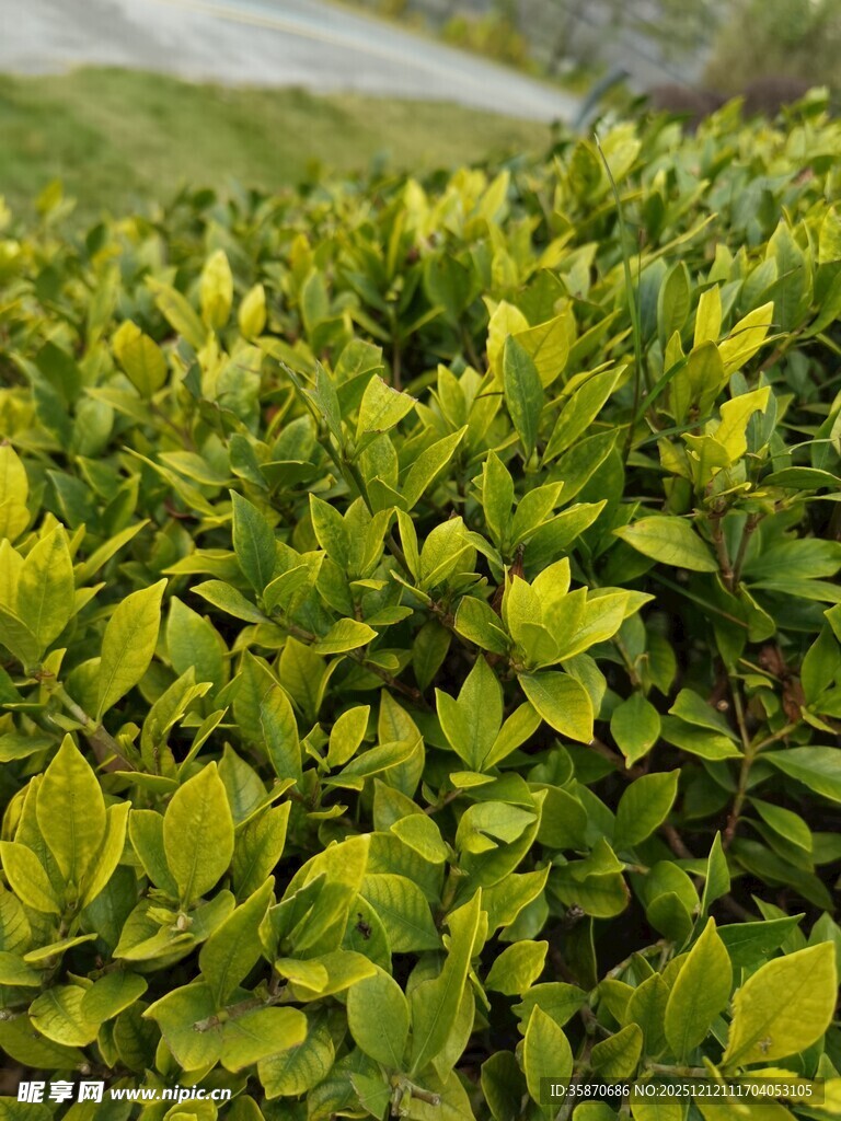 翠绿繁茂的灌木丛