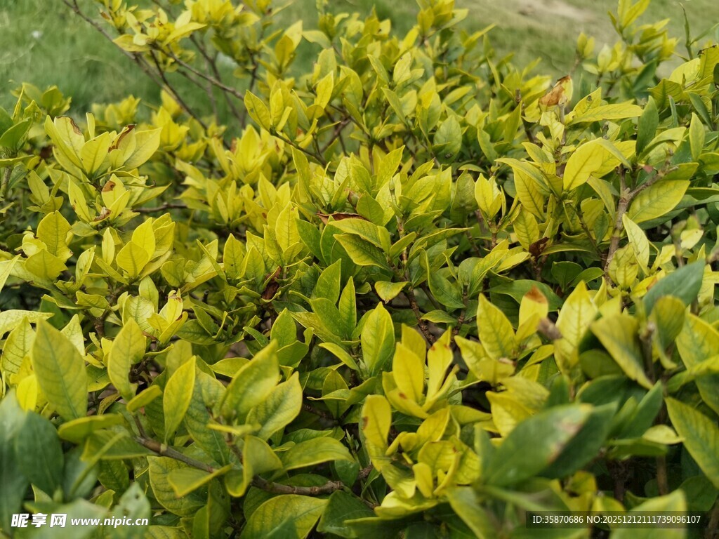 金黄叶片的绿植景观