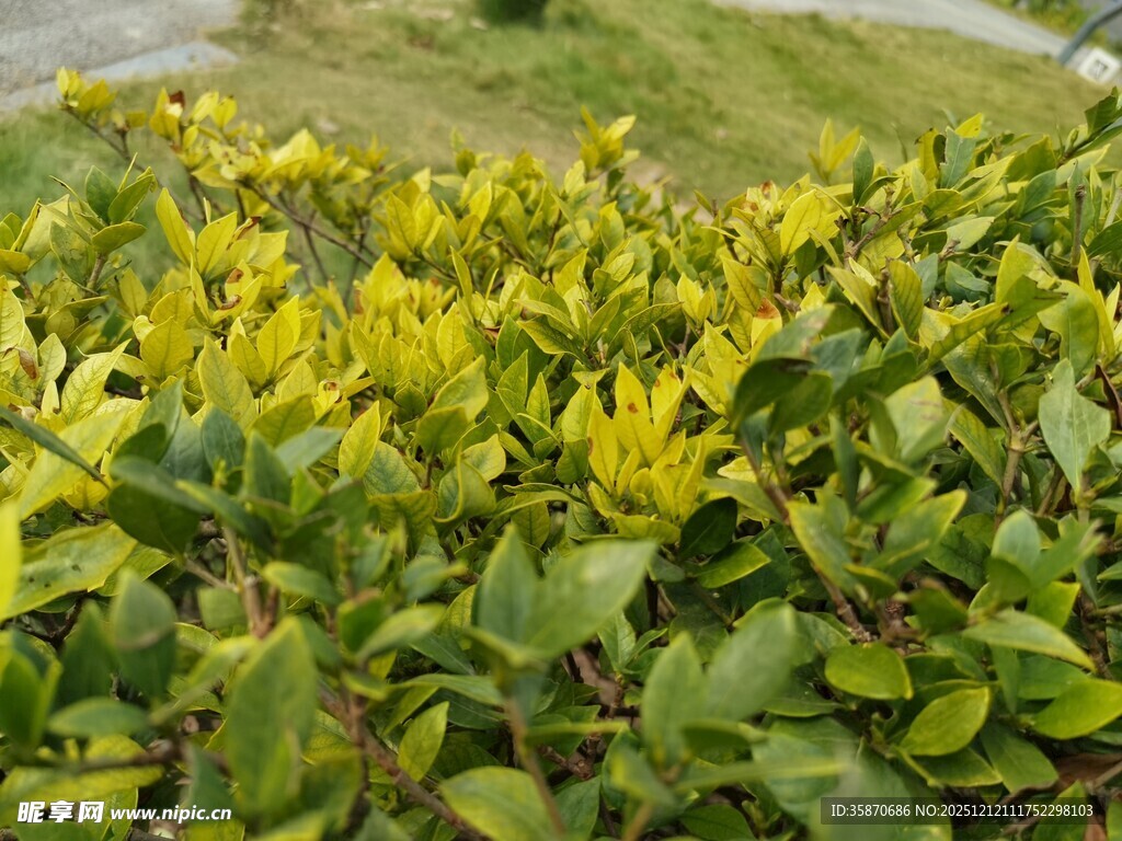 金黄绿叶交织的植物景观