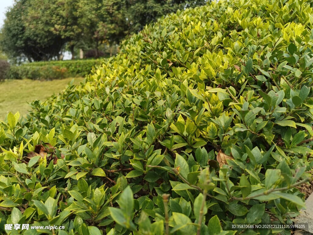 绿意盎然的繁茂灌木丛