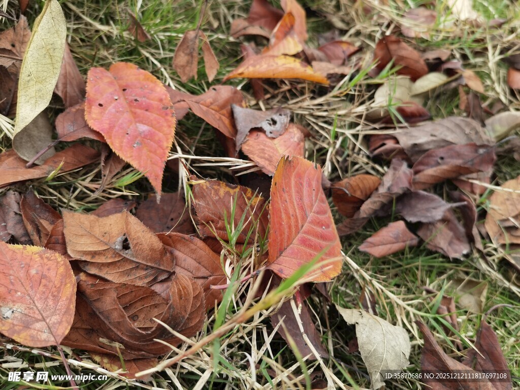 地上的多彩落叶