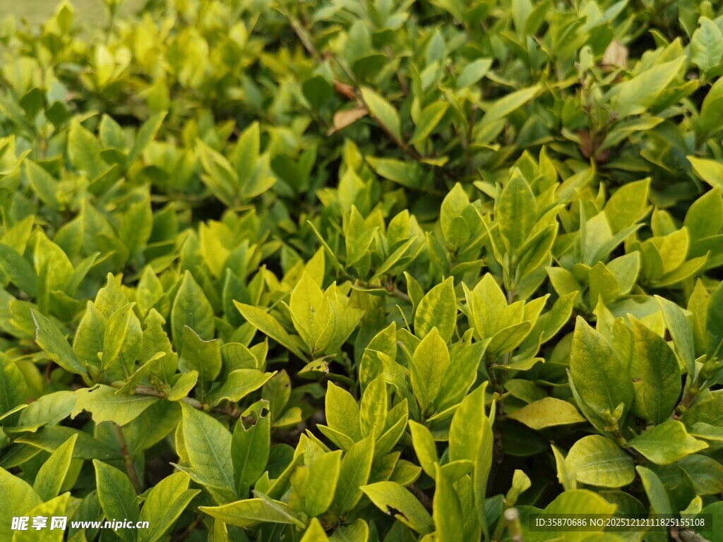 翠绿繁茂的绿植景观
