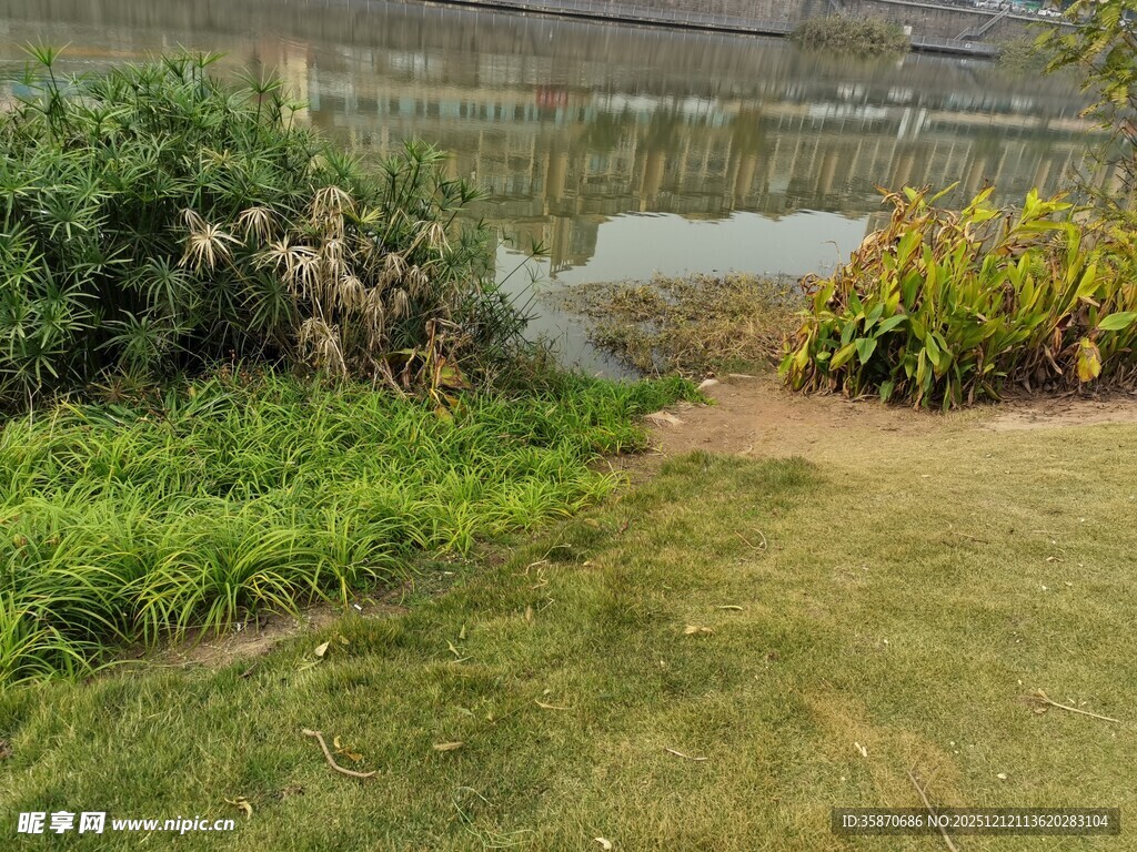 庭院中的绿植与小径