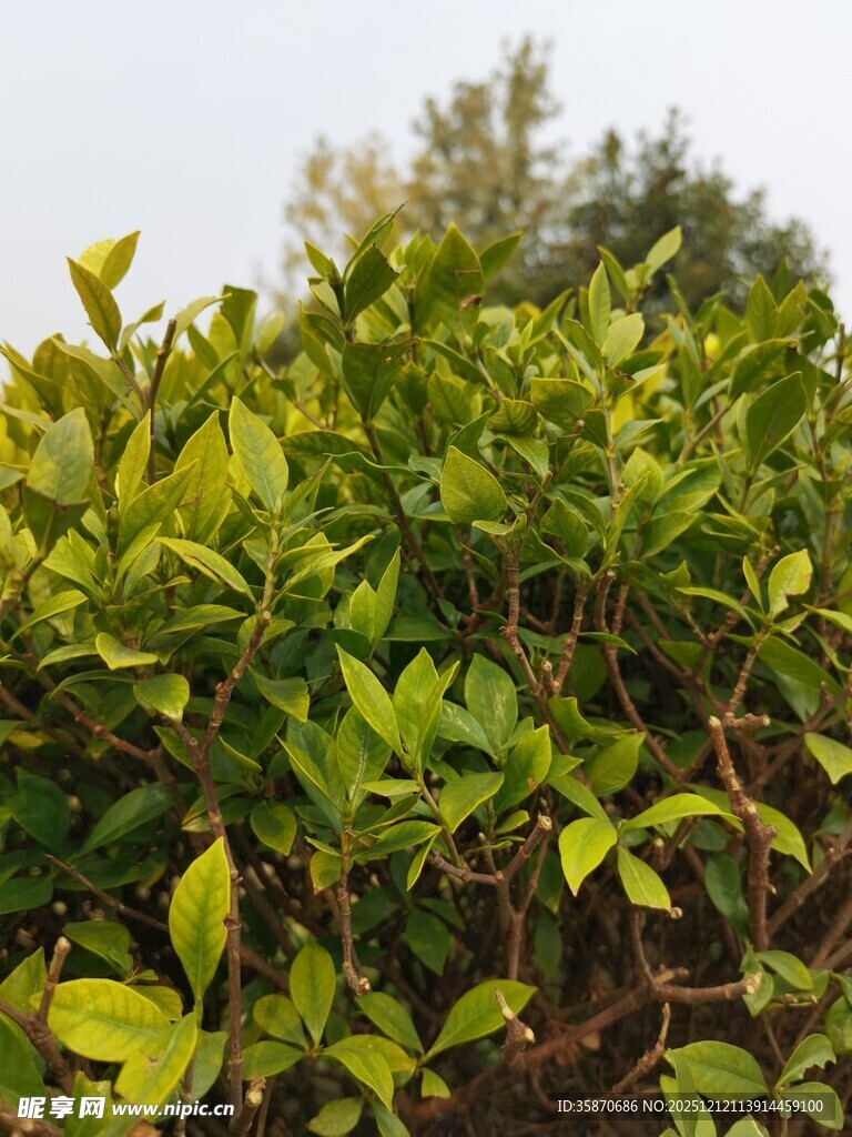 翠绿繁茂的植物景观