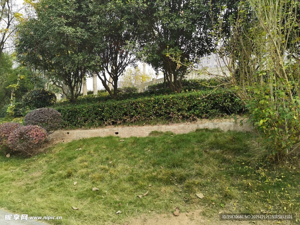 公园绿意盎然的小径景观