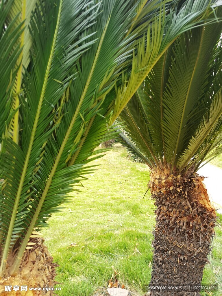 棕榈树特写