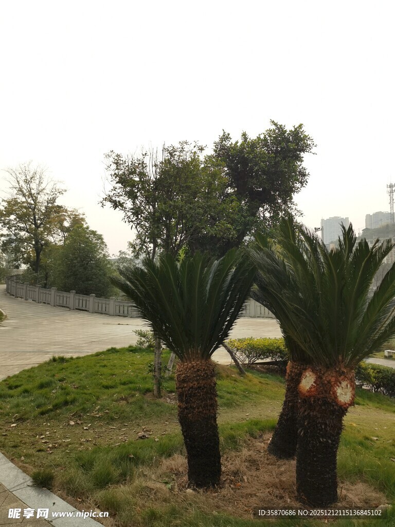 户外三棵铁树景观