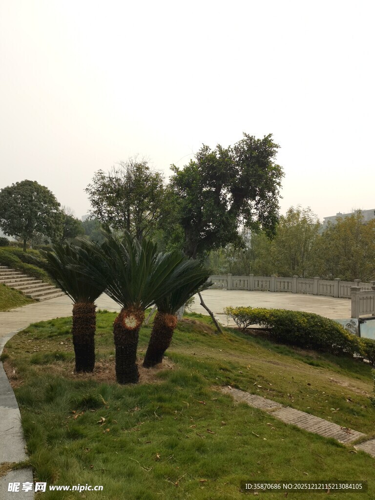 公园中的绿植与蜿蜒小路