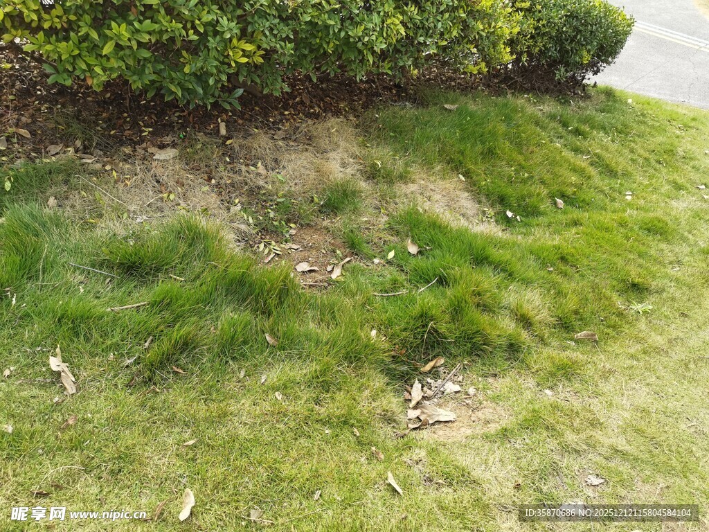 草地局部边缘植被与泥土