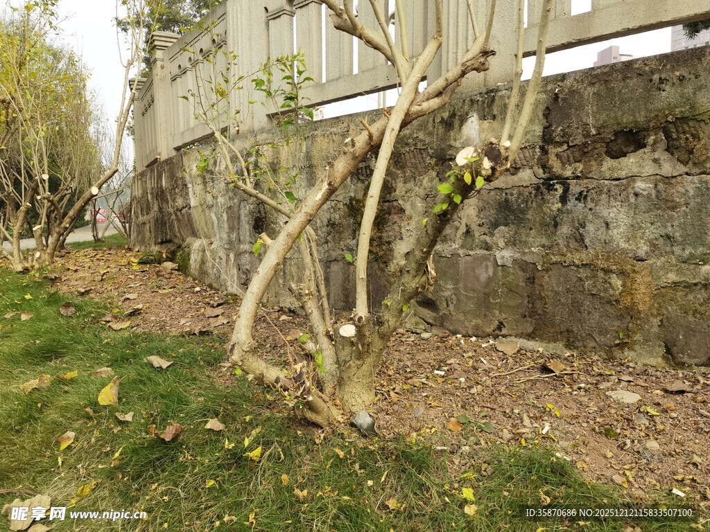 墙边萌芽的弯曲树枝