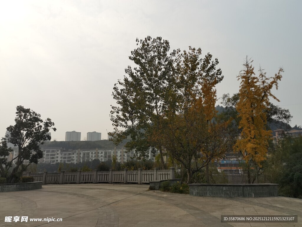 秋日空旷场地边的树木