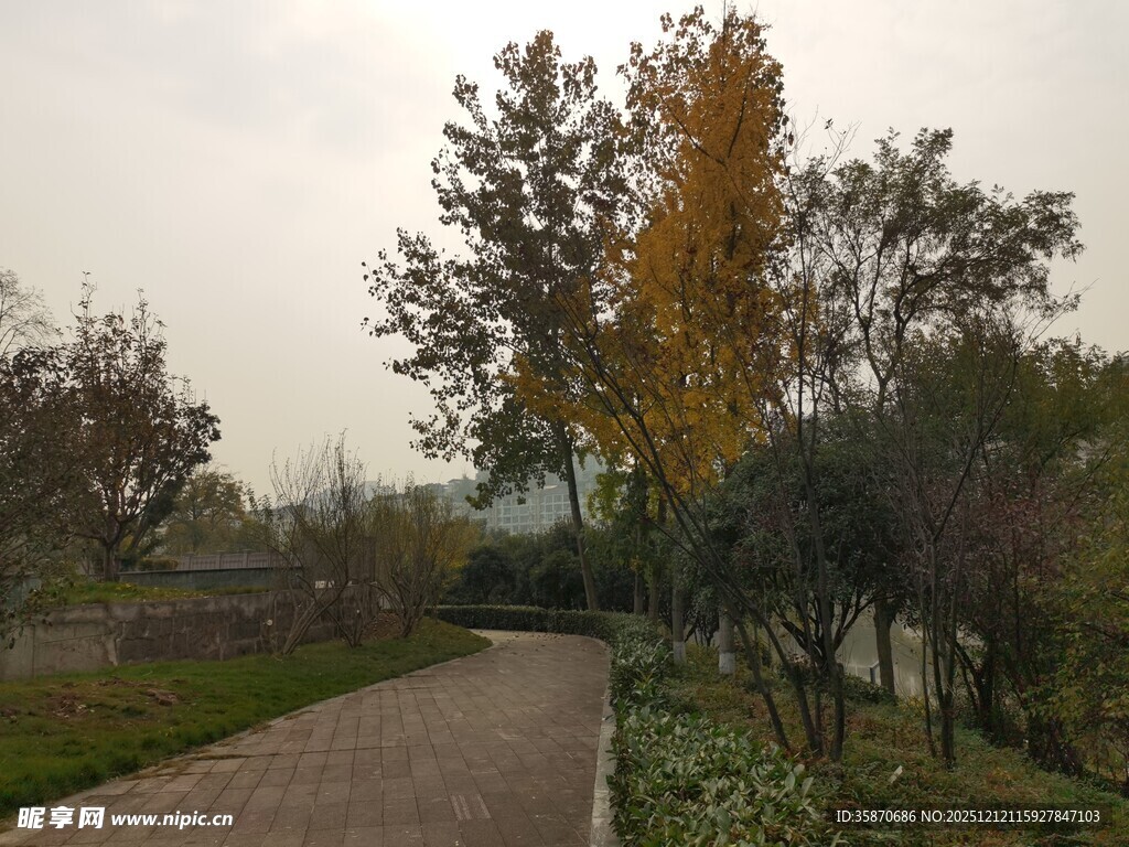 秋日林间小径风景