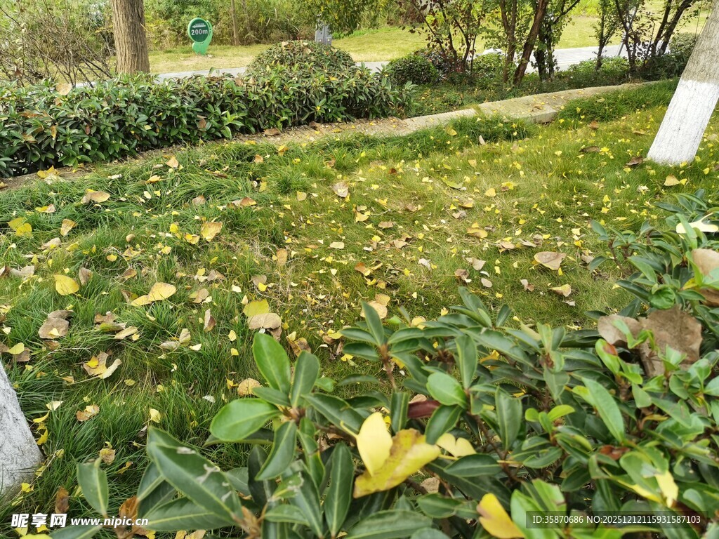 秋日草地落叶景观