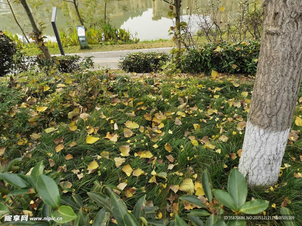 树下绿植黄叶点缀其间