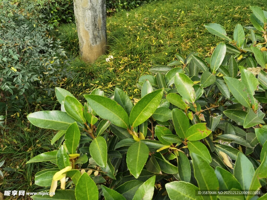 绿叶繁茂的灌木植物