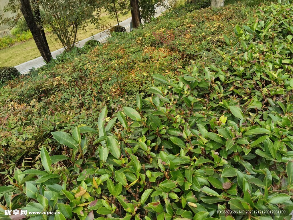 绿意盎然的地面植物景观