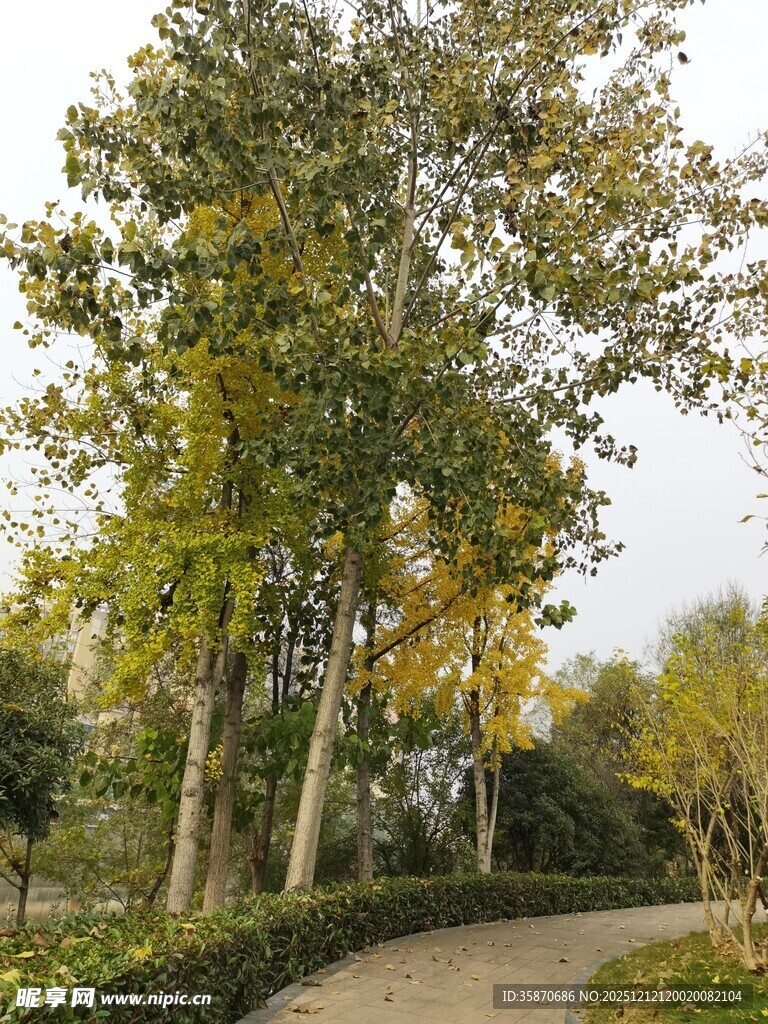 秋日林荫小道风景