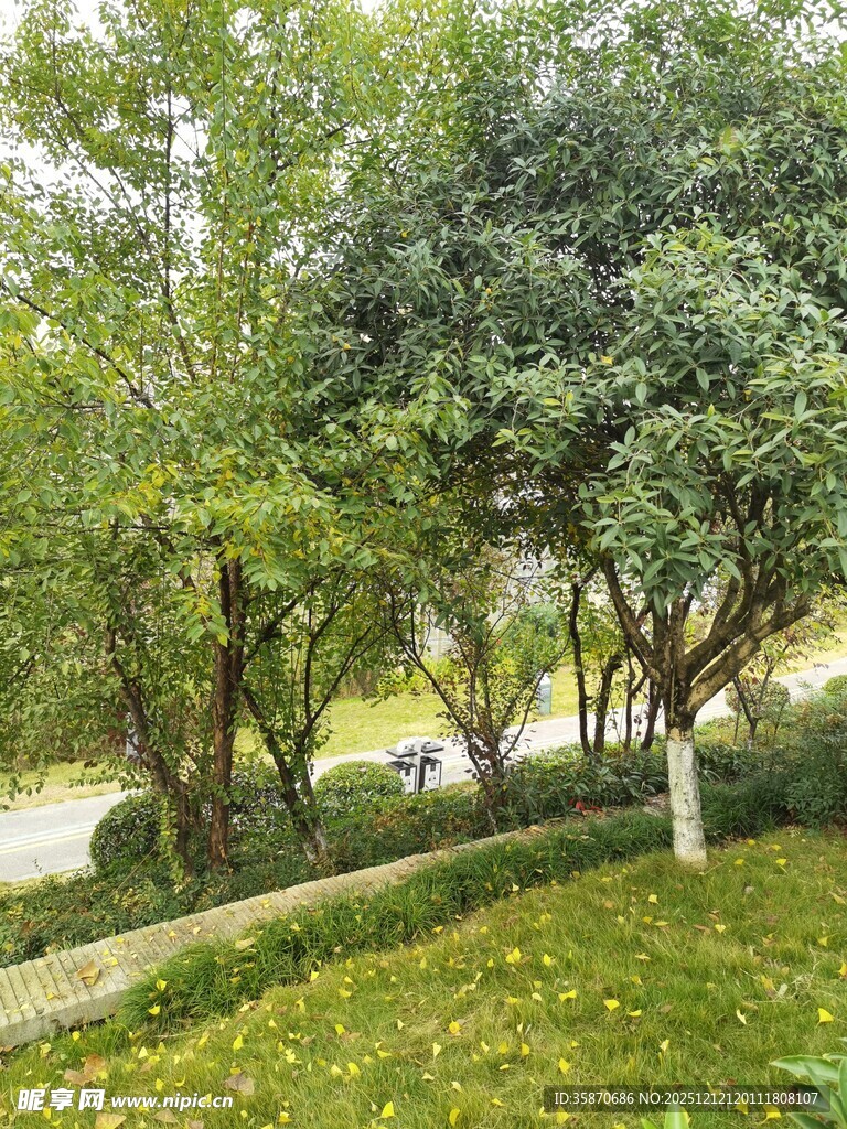 绿意盎然的林间小径