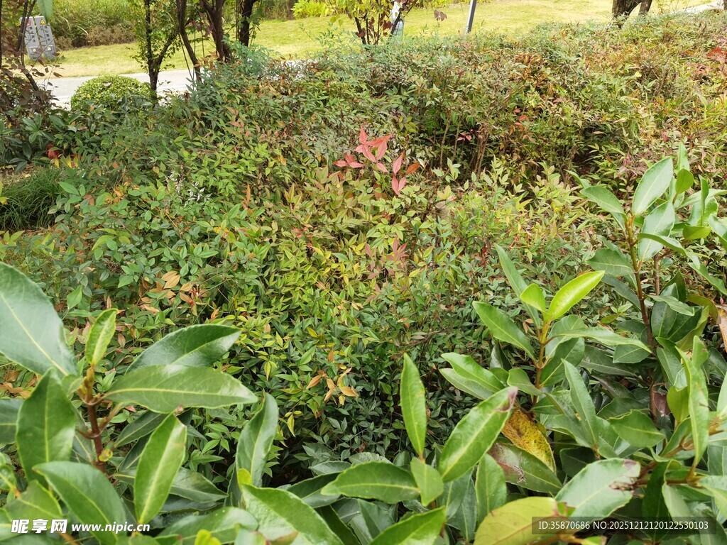 绿意盎然的园林植物景观