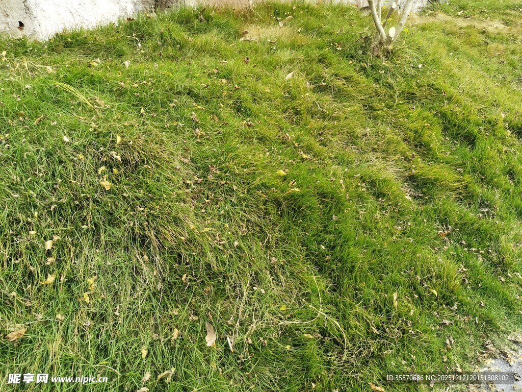 翠绿草地生机盎然