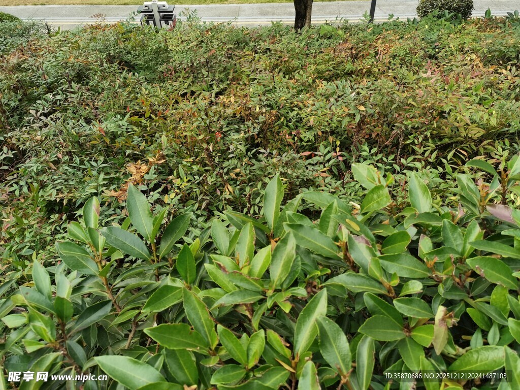 绿叶繁茂的绿植景观