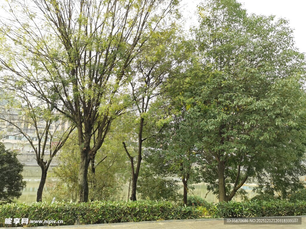 户外葱郁树林景观