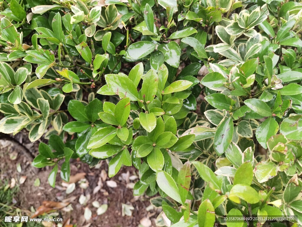 绿叶繁茂的植物景观