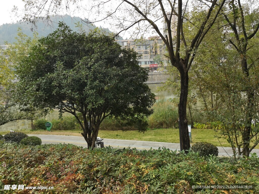 城市公园中的绿植景观